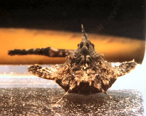 Bunocephalus verrucosus = front head view