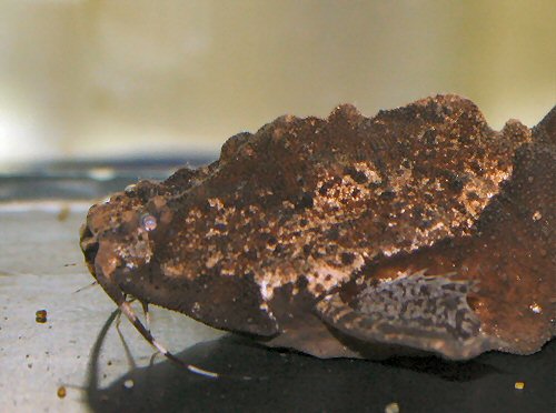 Bunocephalus verrucosus - head view