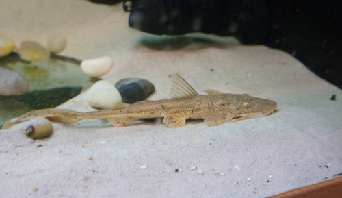 Bagarius suchus  = juvenile