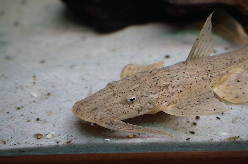 Bagarius suchus = juvenile head view