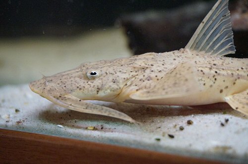 Bagarius suchus = juvenile closer head view