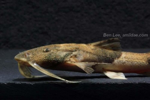 Bagarius vegrandis = head view