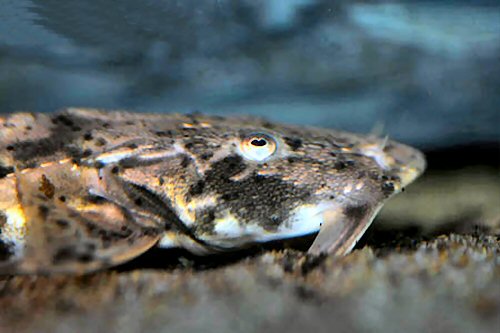 Bagarius bagarius = head view