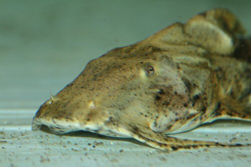 Bagarius bagarius = head view