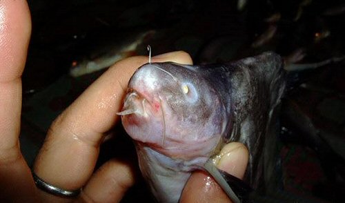 Bagrichthys hypselopterus = mouth view