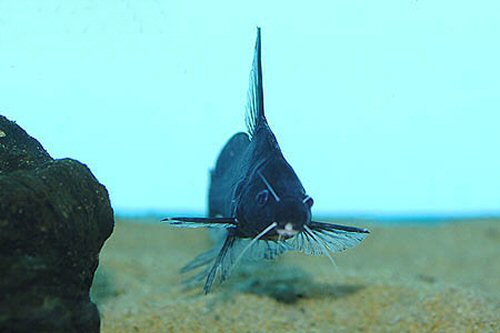 Bagrichthys majusculus = head view