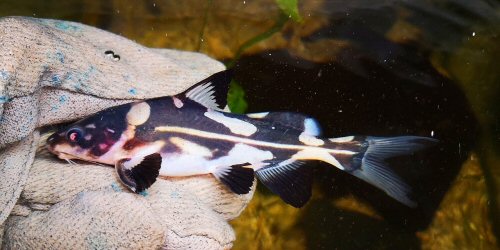 Bagroides melapterus - showing the midlateral line