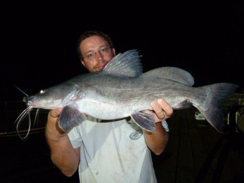 Bagrus docmak - captured in Lake Chad