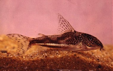 Corydoras barbatus (Sao Paulo=male)