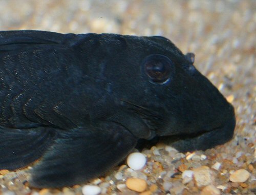 Baryancistrus beggini = close up of head