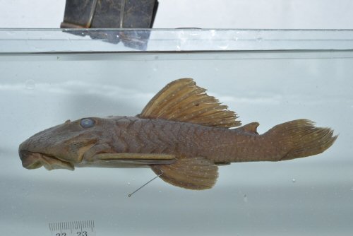 Baryancistrus hadrostomus