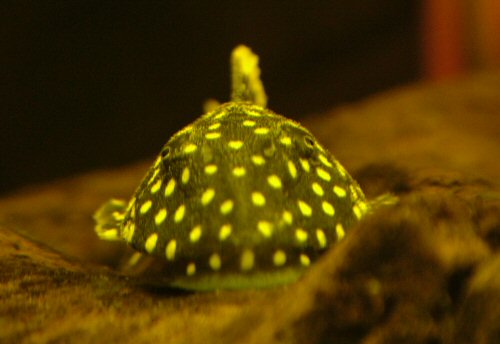 Baryancistrus xanthellus = head view