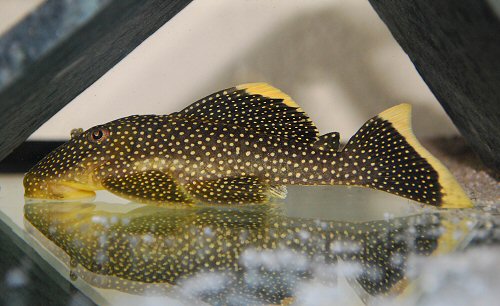 Baryancistrus xanthellus