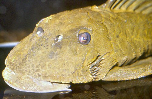 Baryancistrus chrysolomus = head view