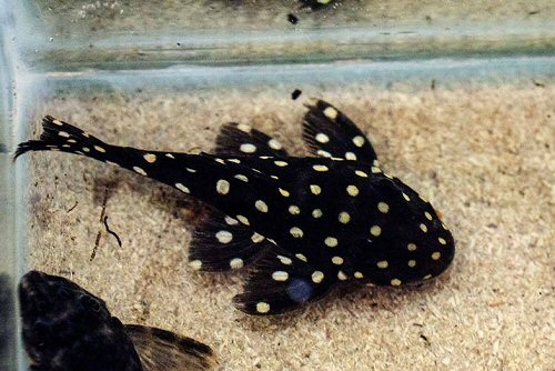 Baryancistrus sp. (LDA033/L142) = dorsal view