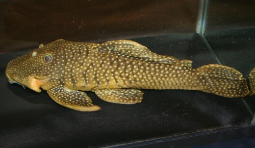 Baryancistrus niveatus