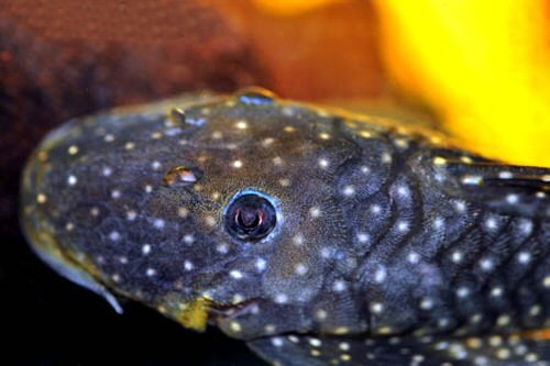 Baryancistrus niveatus = head view