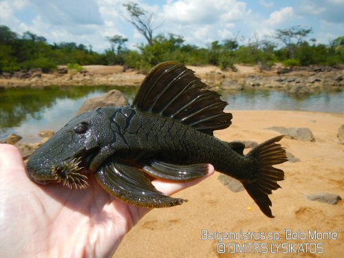 Baryancistrus sp. "Belo Monte"