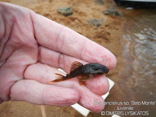 Baryancistrus sp. "Belo Monte" = juvenile