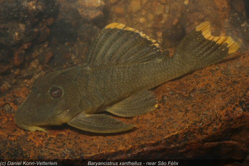 Baryancistrus xanthellus = Near São Félix