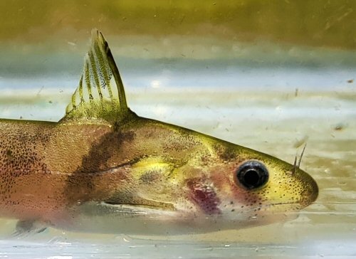 Batasio fasciolatus = head view