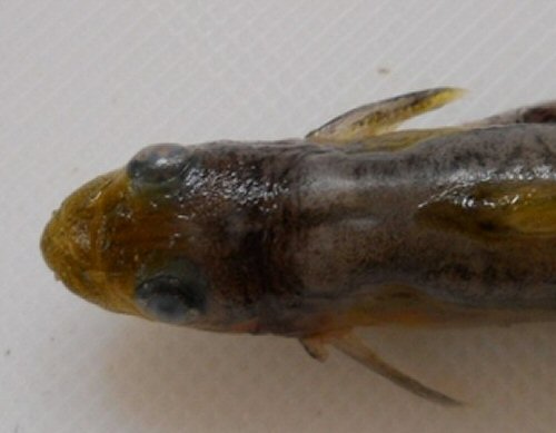 Batasio flavus = Dorsal head view-holotype-India, Paduthode, Manimala River, Kerala