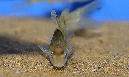 Batasio fluviatilis = Head view