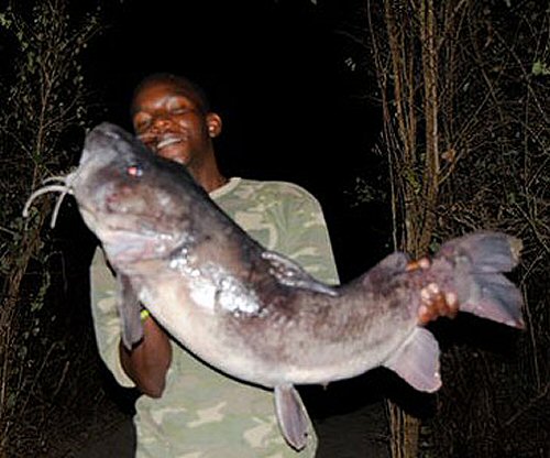 Bathybagrus grandis = Captured by Mr. Samjee, courtesy of Kungwe Beach Lodge 