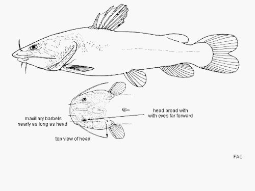 Bathybagrus grandis = line drawing