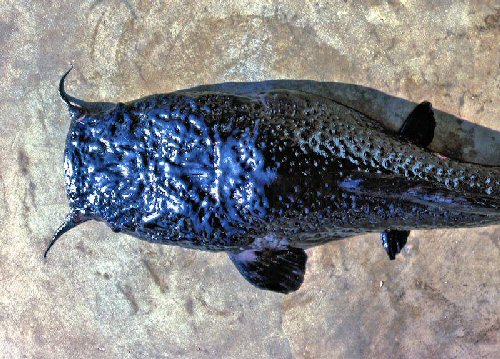 Bathyclarias foveolatus = dorsal view head