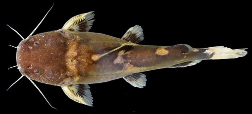 Batrochoglanis transmontanus - Río San Juan, Colombia. Dorsal view.