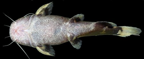 Batrochoglanis transmontanus - Río San Juan, Colombia. Ventral view.