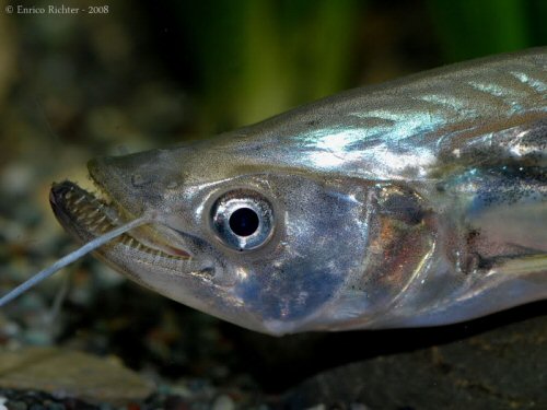 Belodontichthys dinema = Showing teeth