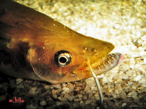 Belodontichthys dinema = head view