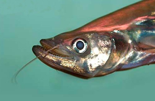 Belodontichthys truncatus = head view