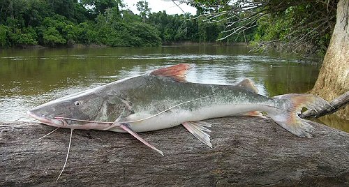 Brachyplatystoma filamentosum = Casiquiare Canal, Venezuela