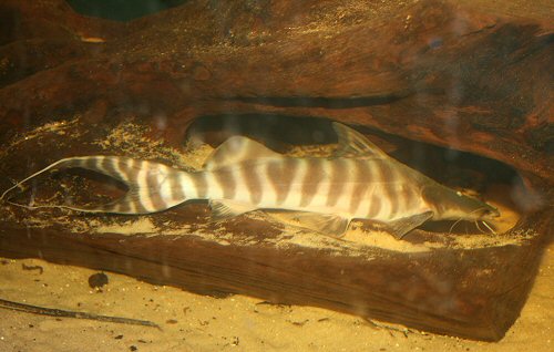 Brachyplatystoma tigrinum 