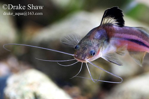 Brachyrhamdia marthae = head view