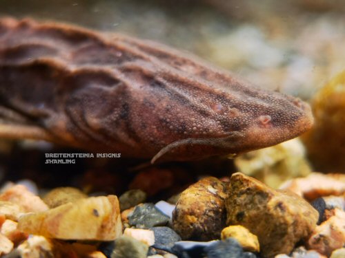 Breitensteinia insignis = head view