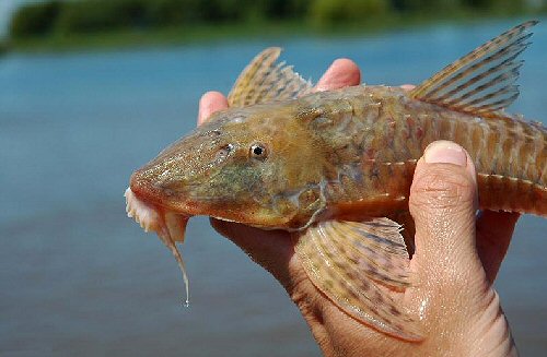 Brochiloricaria chauliodon  = head view