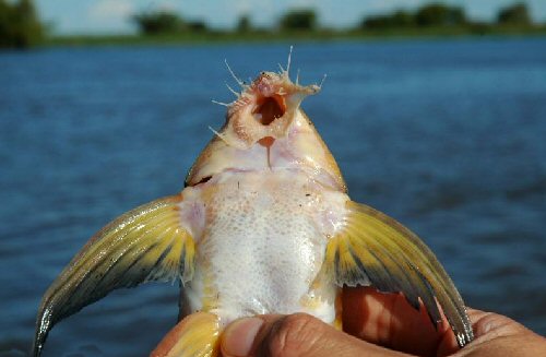 Brochiloricaria chauliodon = ventral view