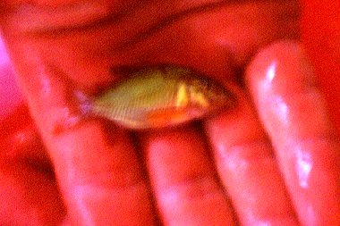 Brochis splendens=just caught