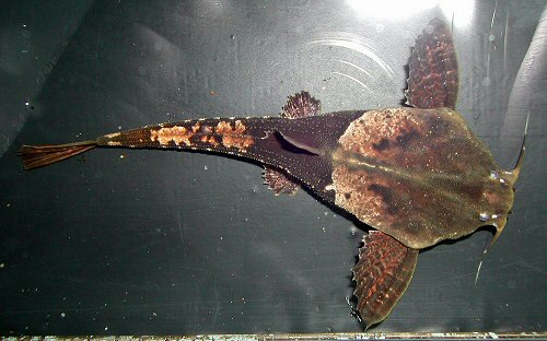 Bunocephalus amaurus - male dorsal head view showing the 'Y' shaped nuchal crest.