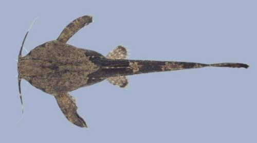 Bunocephalus amaurus