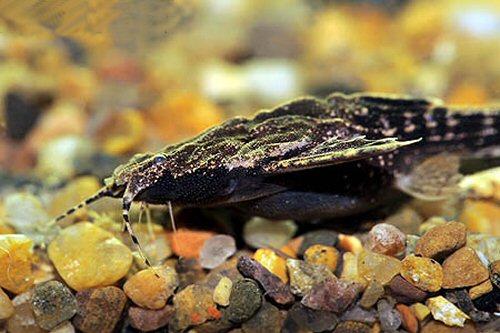 Bunocephalus colombianus - head view