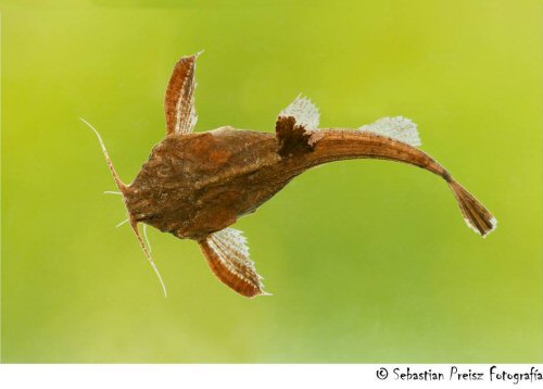 Bunocephalus doriae = Berisso-Buenos Aires Province, Argentina