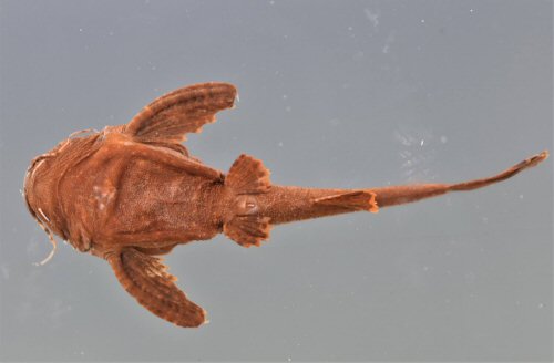 Bunocephalus verrucosus - ventral view