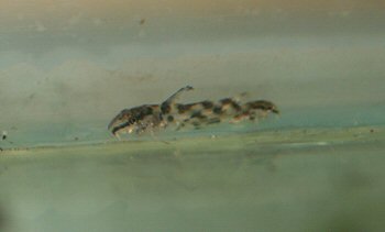 Scleromystax sp. (C112) = 6 weeks old