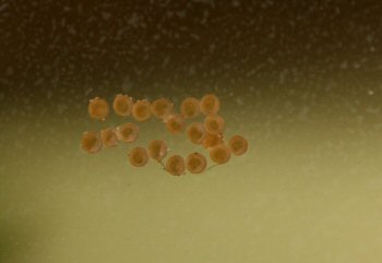 Scleromystax sp. (C112) = eggs