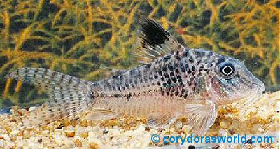 Corydoras acutus